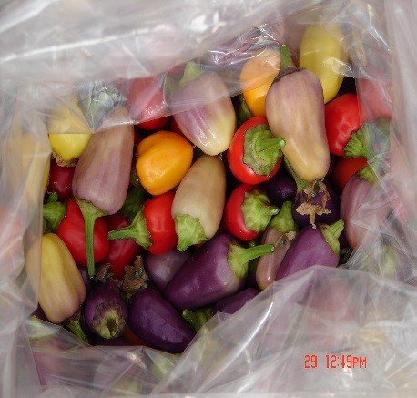 Chinese Five Colour Pepper