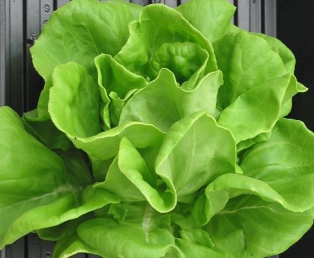 Elton-Butter head lettuce