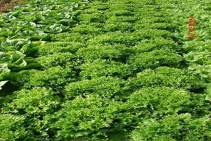 Multi-Green Leaf lettuce