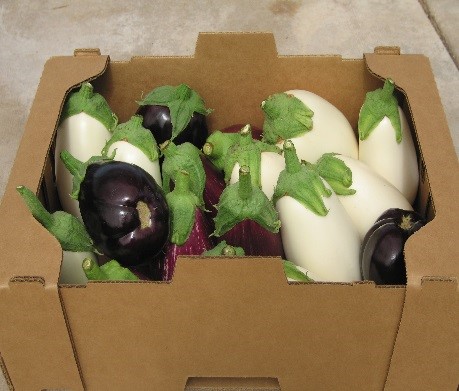 Heirloom Eggplant